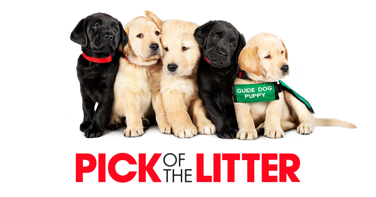 Pick of the Litter Own it on Disc Digital